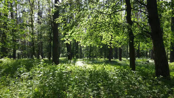 Trees in the Forest By Summer Day