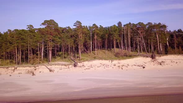 Aerial view of Baltic sea coast on a sunny day, steep seashore dunes damaged by waves, broken pine t