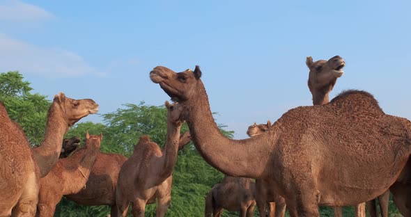 Herd of Camels at Pushkar Mela Camel Fair Festival