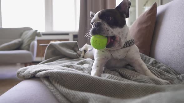 An Adorable French Bulldog Waiting for a Man to Play with a Tennis Ball