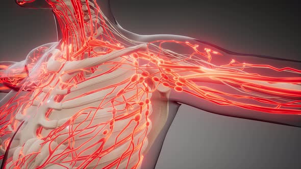 Blood Vessels of Human Body alt