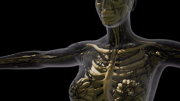 Science Anatomy of Human Blood Vessels alt