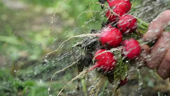 Close-up Shot of Watering a Fresh Radish From the Summer Garden. Tasty and Healthy Vegetable Is