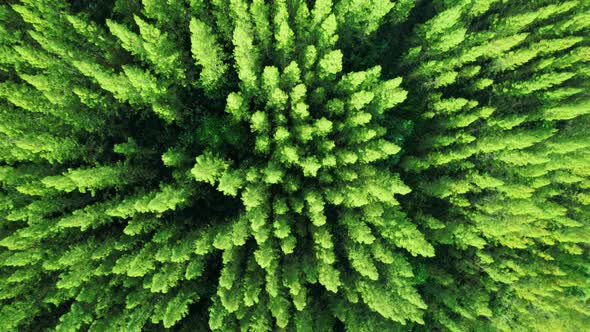 Drone flying over a beautiful pine tree