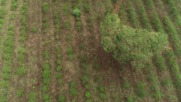 aerial view of the nature side of Arusha, Tanzania