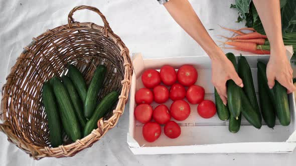 Top View Hands of Female Agricultural Worker Putting Fresh Harvest