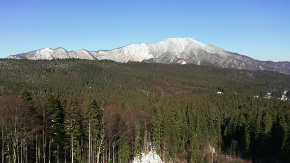 Low flight over evergreen forest towards snowy Postavarul Massif, Romania.