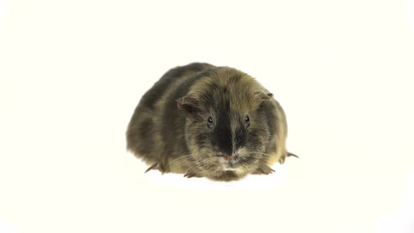 Short-haired Guinea Pig on a White Background in Studio