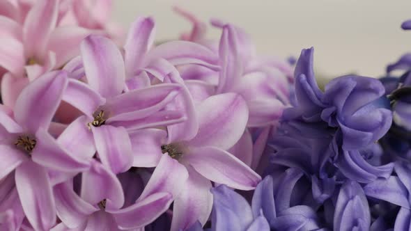 Close-up of Hyacinthus orientalis colorful spring bulbs slow tilt 4K 2160p 30fps UltraHD footage - C