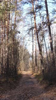 Vertical Video of a Forest with Trees During the Day