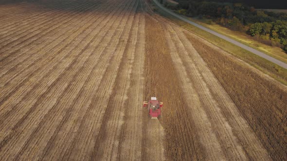 Aerial View Combine Harvesting on Sunflower Field. Mechanized Harvesting Sunflower. Large Field of