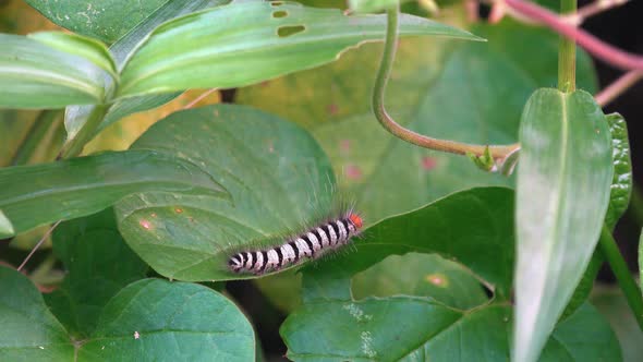 Caterpillar Crawling on Green Leaf