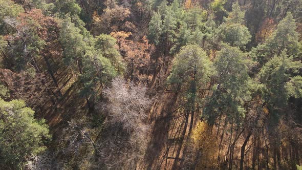 Forest with Trees in an Autumn Day