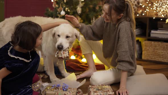 Mother and Daughter Stroking Golden Retriever Dog Holds Gift Box in Jaws