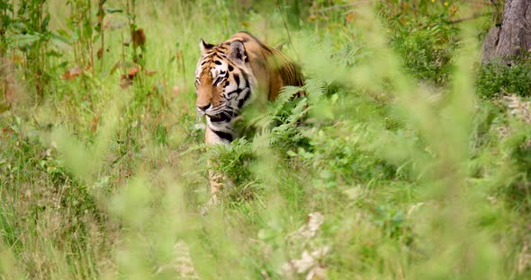 Tiger Walking Amidst Plants in Forest