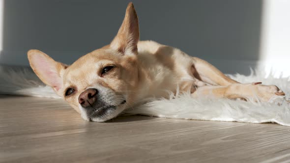 Cute Little Dog Plaintively Closes His Eyes And Falls Asleep On The Mat At Home