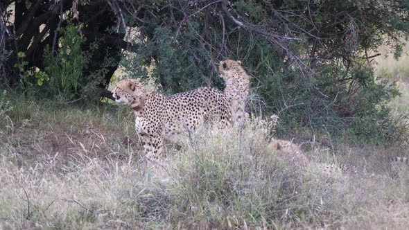 Cheetah walks away from the herd 