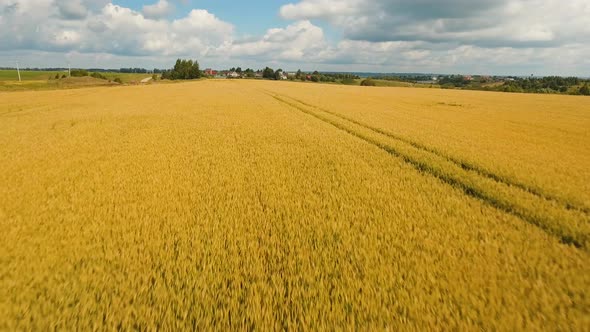 Aerial View of Golden Wheat Field