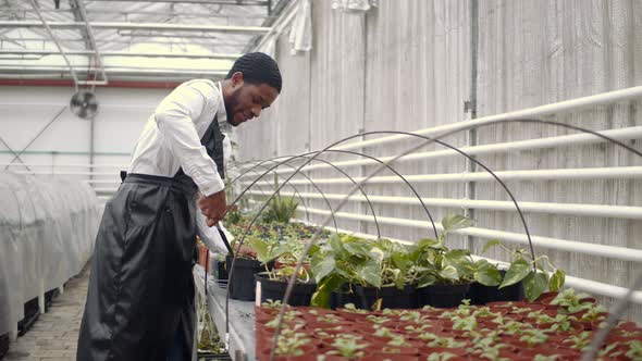 African American Florist Wotk at Tulip Indoor Plantation