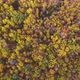 A Drone Flies Over the Autumn Forest. Camera Zoom. the View from The Height. - VideoHive Item for Sale