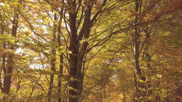 Dreamy Fly in Autumn Forest Nature