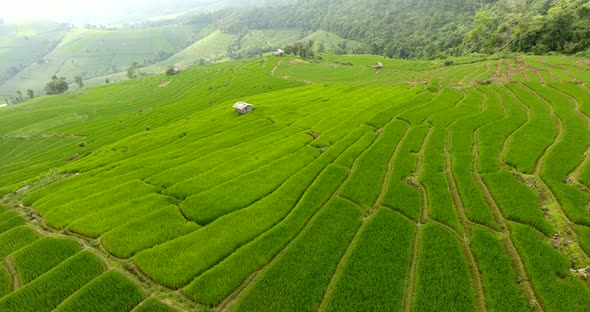 Rice Field Terrace on Mountain Agriculture Land