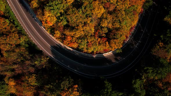 Aerial Flight Over the Road Between Autumn Trees