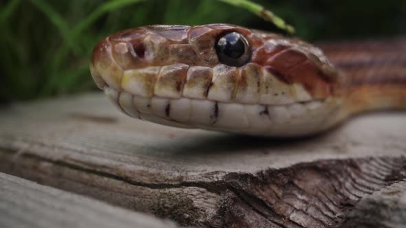 Corn snake extreme close up tongue flick