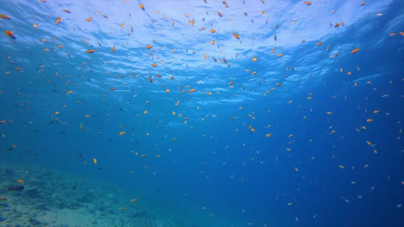 Underwater Tropical Blue Seascape