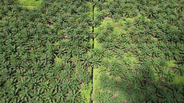 Aerial View of The Palm Oil Estates