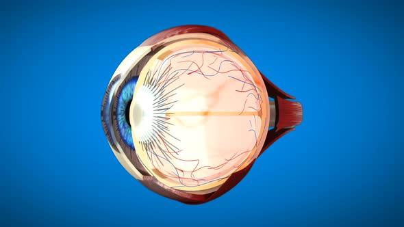 4K 3D Eye medical Anatomy