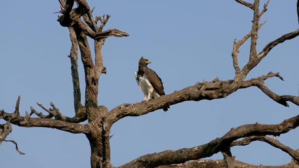 Predator Sitting on a Tree Waiting for Its Prey Chobe Botswana