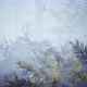 Scary mystical dark foggy forest in motion Flythrough animation 4K - VideoHive Item for Sale
