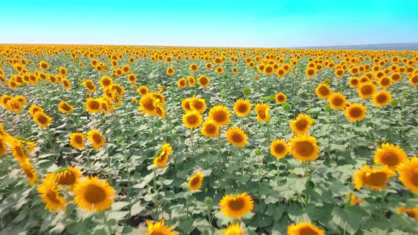 A field with bright yellow sunflowers on a sunny day. the drone.