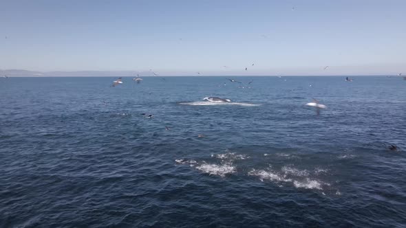 Hive of activity around sardine bait ball; whales, seals and gulls