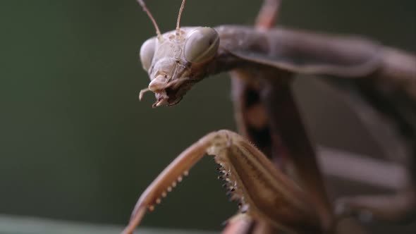 Praying mantis with parts of a grasshopper in its mandibles.