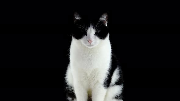 Sitting Cat with Closed Eyes on Black Background