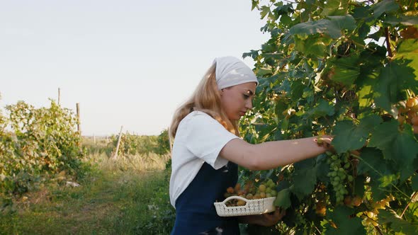 Young Woman in Apron Picking Grape Bunches and Putting Them Into a Box Harvesting Concept Close Up