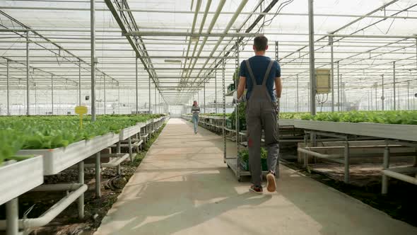 Farmer in a Greenhouse with Modern Technology for Growing Vegetables