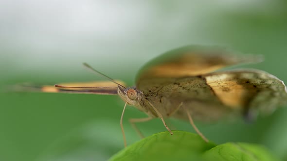 Cinematic macro of butterfly relaxing on green leaf in Nature,details shot