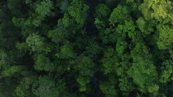 Aerial top down view of a tropical stream running through the canopy