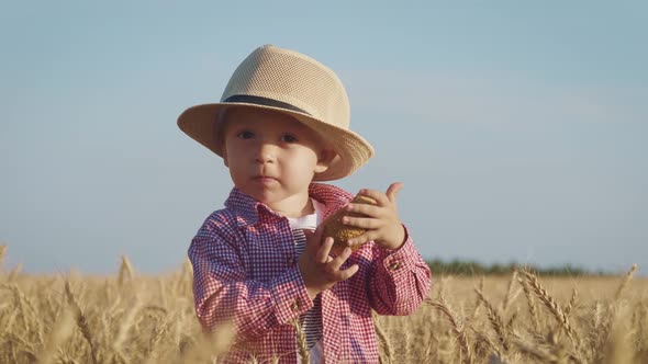 Happy Little Toddler in Hat Eats Bread While Standing in Wheat Field at Sunset. Summer Country Life