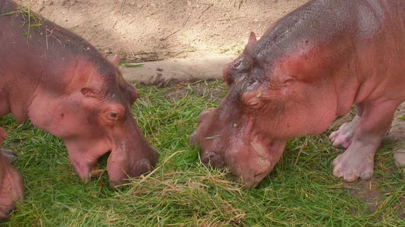 Closeup of Hippopotamuses Feeding in Zoo Pink Hippos Eating Fresh Green Grass