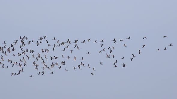 Large and Crowded Flocks of Cranes Flying in the Sky