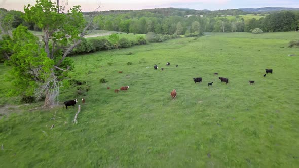 Panorama in Cow Grazing Meadow on Mountain Hill