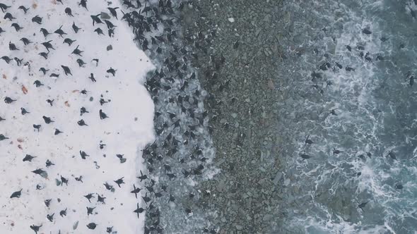 Gentoo Penguin Colony Antarctic Coast Aerial View