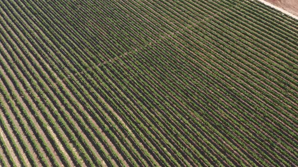 Rows of mature Grape vines, Drone footage.