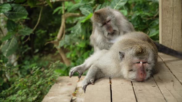 Monkeys in the Forest in Bali