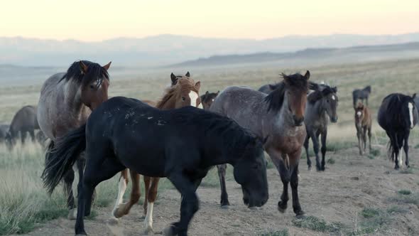 Black Stallion running away from another horse that is biting it