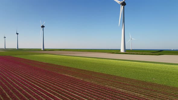 Wind turbines in bulb fields and sea, Urk, Flevoland, Netherlands